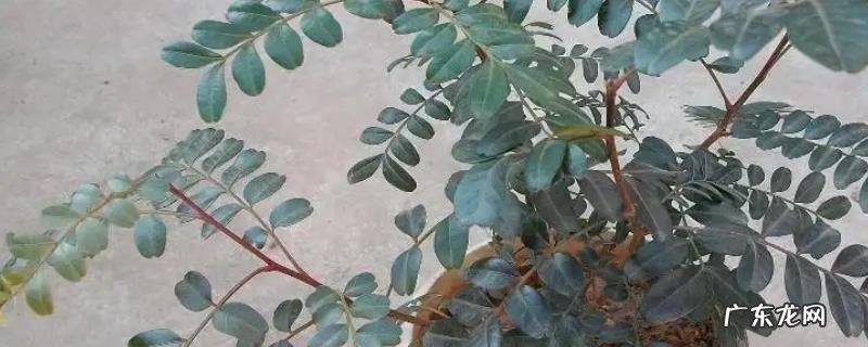 清香木养殖要点,附养殖注意事项