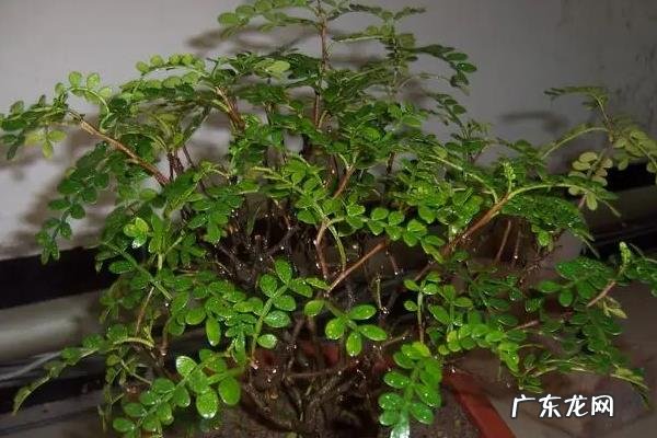 清香木养殖要点,附养殖注意事项