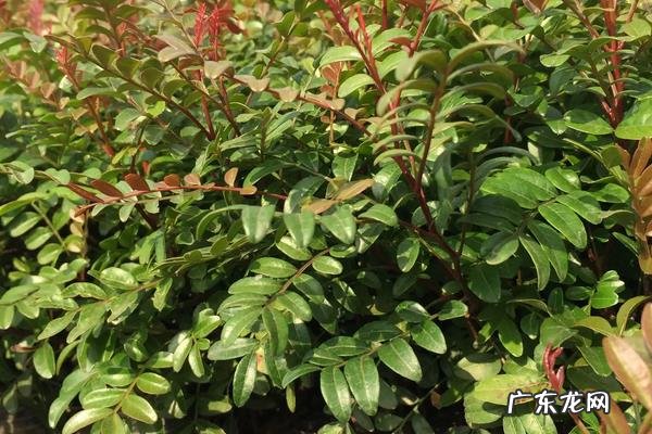 清香木养殖要点,附养殖注意事项