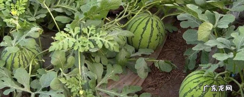 西瓜从开花结果到成熟需要多少天