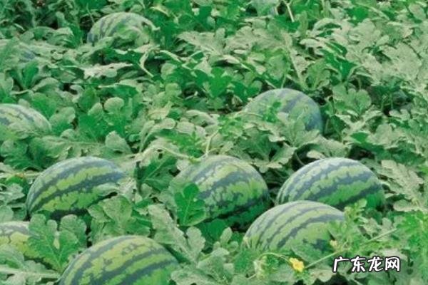 西瓜从开花结果到成熟需要多少天