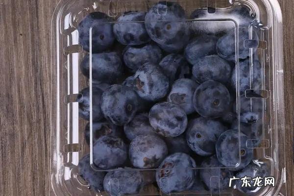 蓝莓能不能冷冻保存