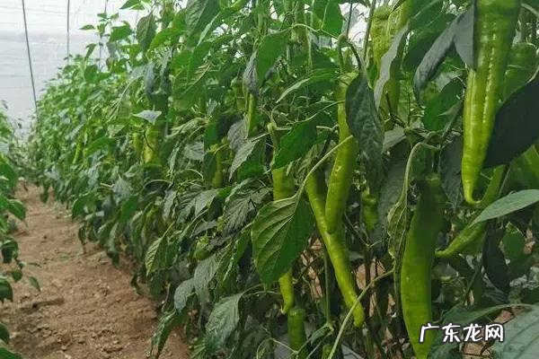 辣椒一亩地栽多少棵