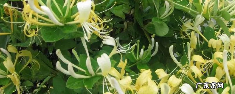 承包土地可以种植什么,种植项目分析