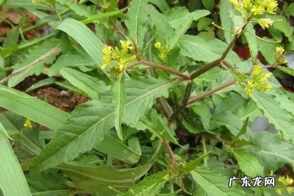 油菜田的野油菜怎么除