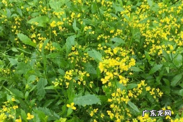 油菜田的野油菜怎么除