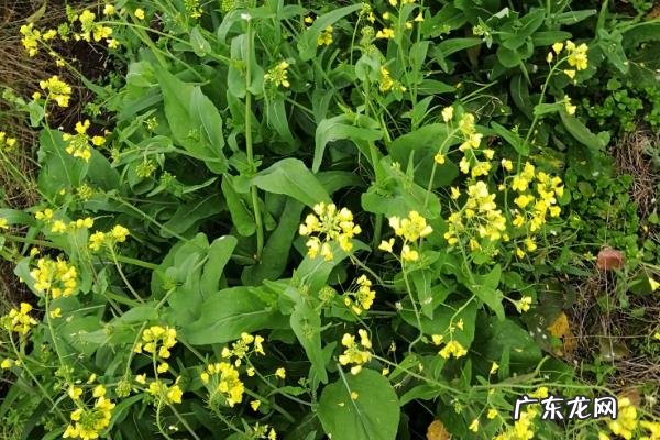 油菜田的野油菜怎么除