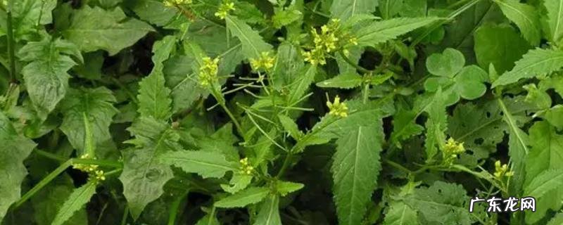 油菜田的野油菜怎么除