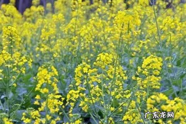 油菜根肿病防治方法