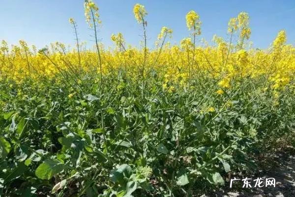 油菜根肿病防治方法