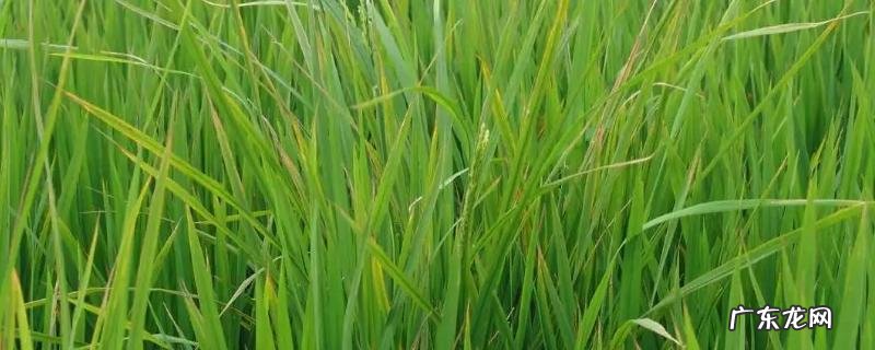 稻苗出现公稻子如何处理