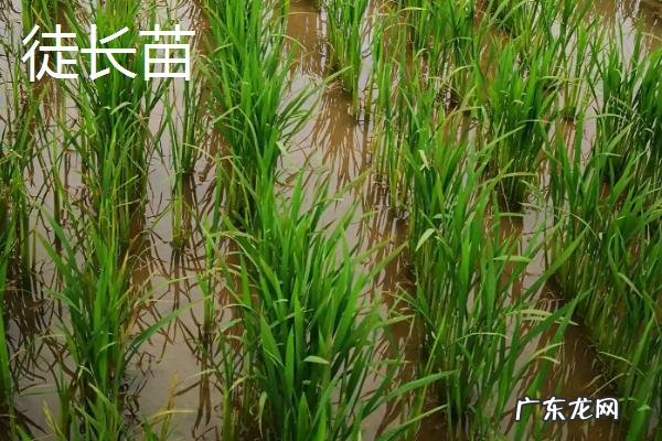 稻苗出现公稻子如何处理