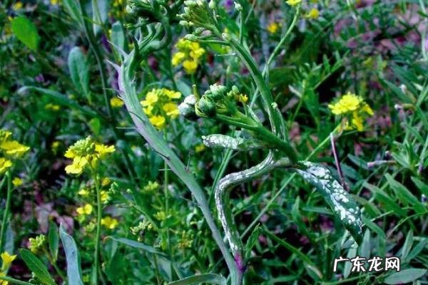 油菜白锈病用什么药