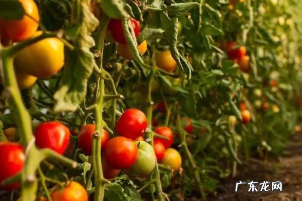 西红柿施肥时间和施肥量