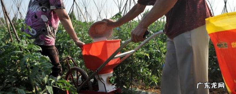 西红柿施肥时间和施肥量