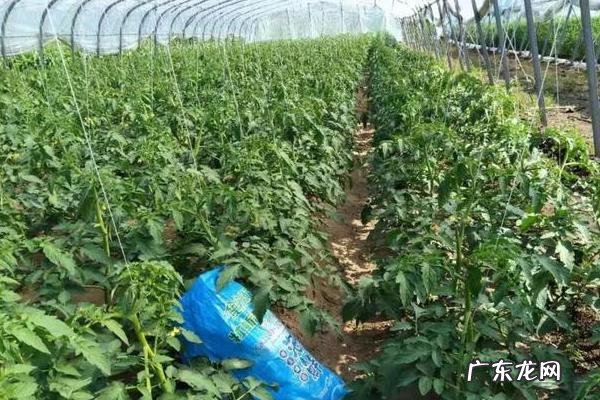 西红柿施肥时间和施肥量