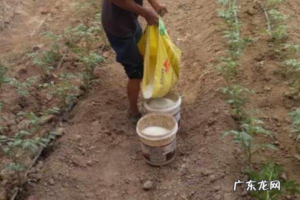 西红柿施肥时间和施肥量