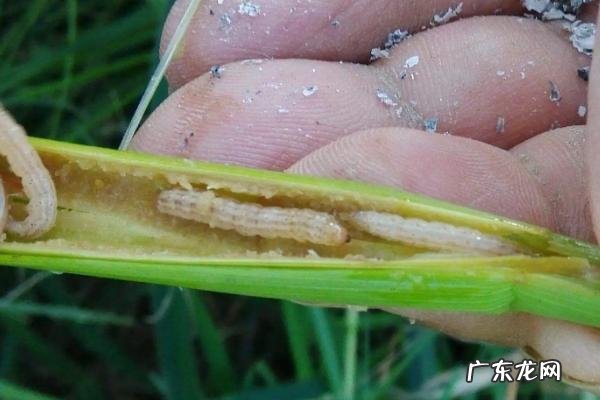 防治水稻钻心虫的有效药物
