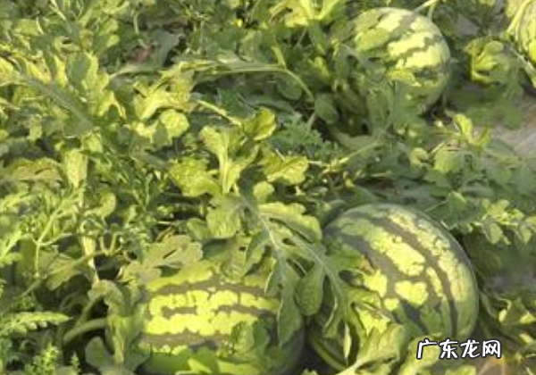 西瓜开花后需要什么条件才能结果