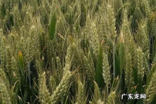 山农40小麦品种介绍