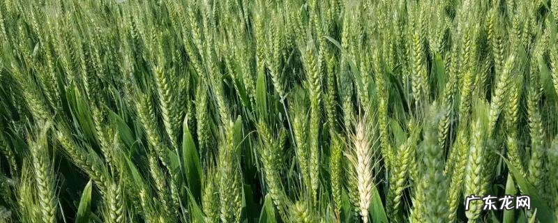 山农40小麦品种介绍