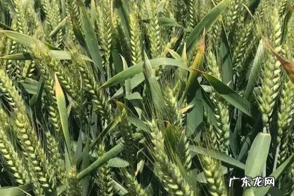 山农40小麦品种介绍