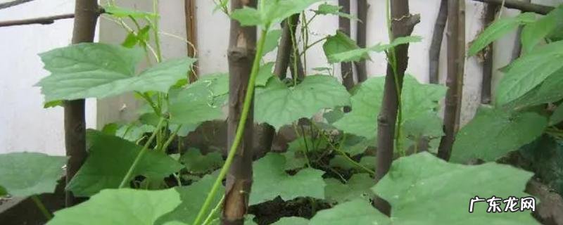 阳台种丝瓜怎样授粉