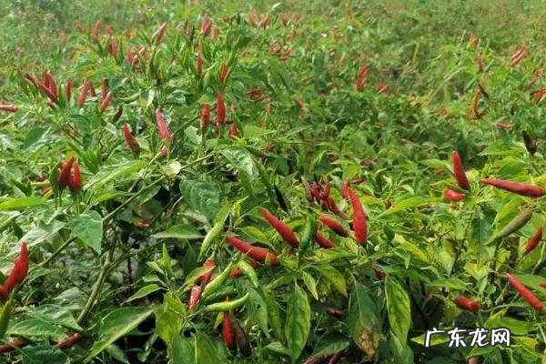 辣椒为什么要两颗一起栽