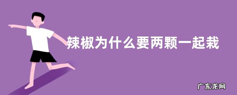 辣椒为什么要两颗一起栽