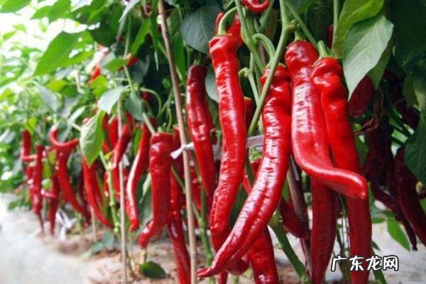 辣椒为什么要两颗一起栽