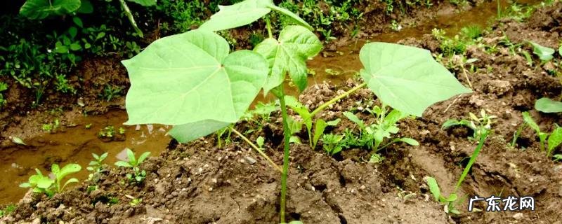 棉花种子多久发芽