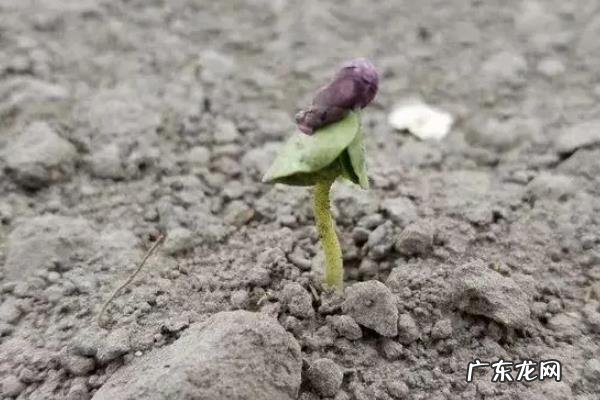 棉花种子多久发芽