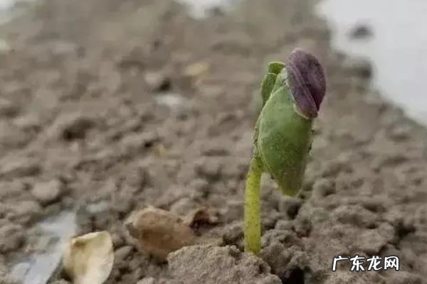 棉花种子多久发芽