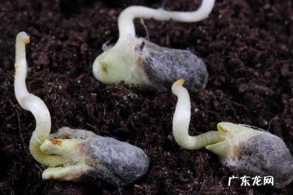 棉花种子发芽率是多少