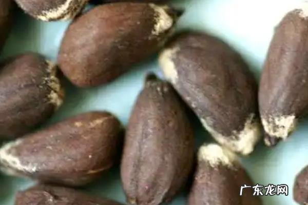 棉花种子可以放冰箱里保存吗