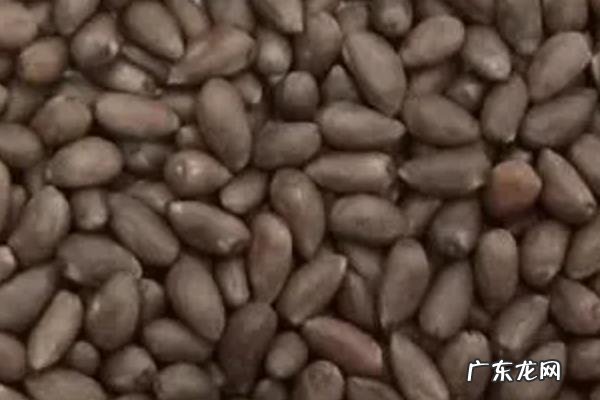 棉花种子可以放冰箱里保存吗