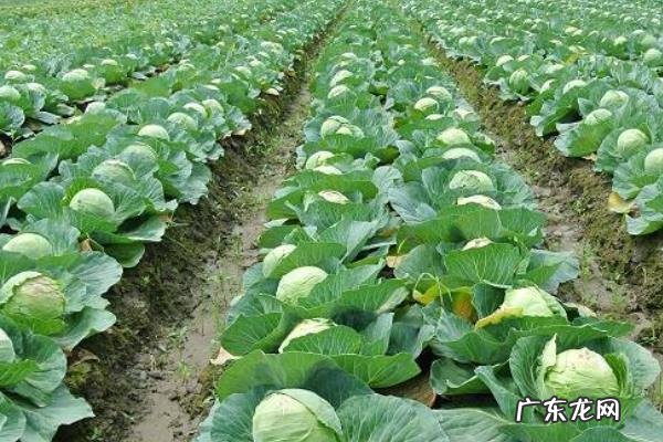 甘蓝应该如何种植,需做好以下四点