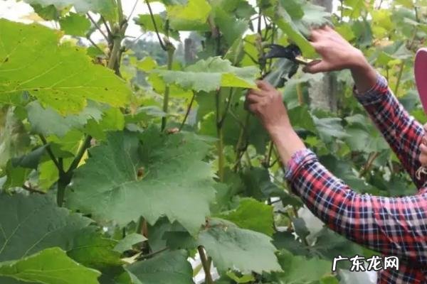 葡萄黄叶病用什么药能解决问题