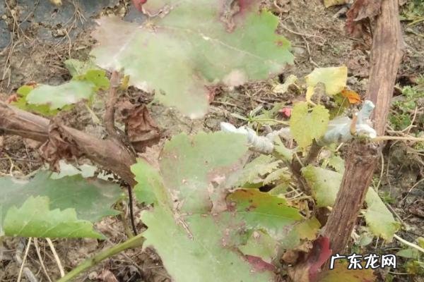 葡萄黄叶病用什么药能解决问题