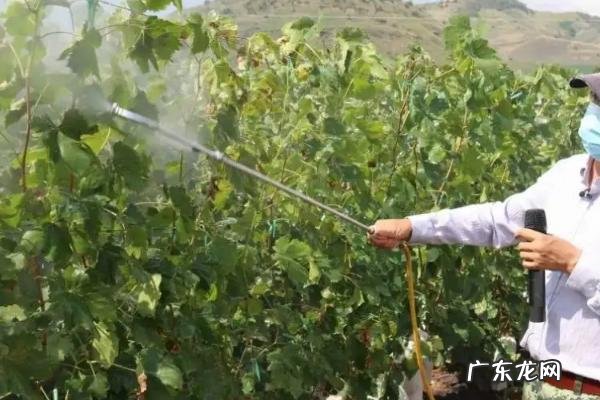 葡萄黄叶病用什么药能解决问题