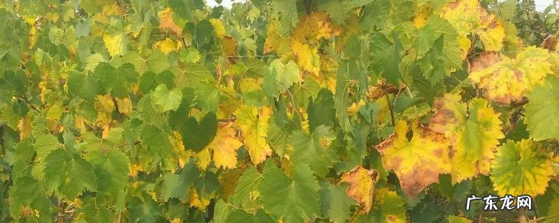 葡萄黄叶病用什么药能解决问题