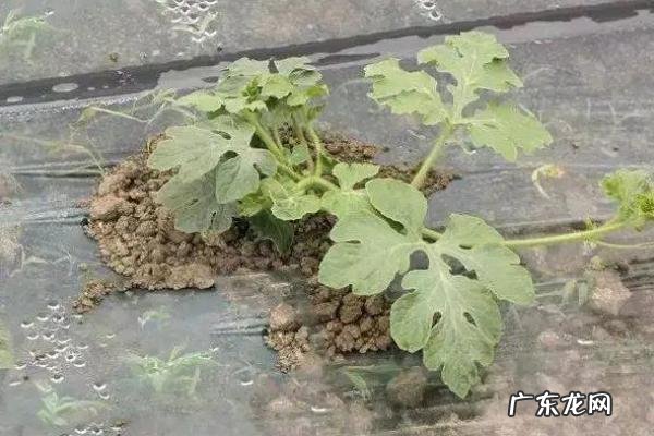 西瓜苗期用什么肥料