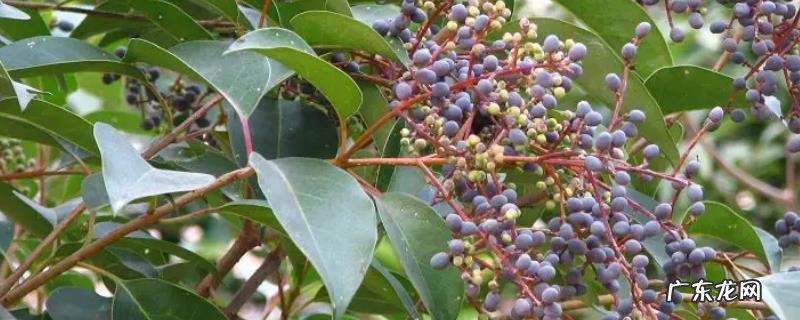 女贞子的产地,附种植技术