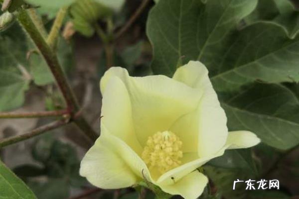 棉花种子什么颜色