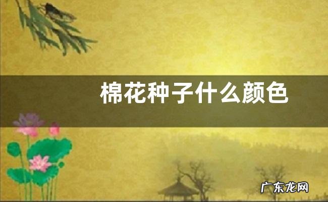 棉花种子什么颜色