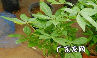 盆栽发财树怎么养 怎么养殖发财树