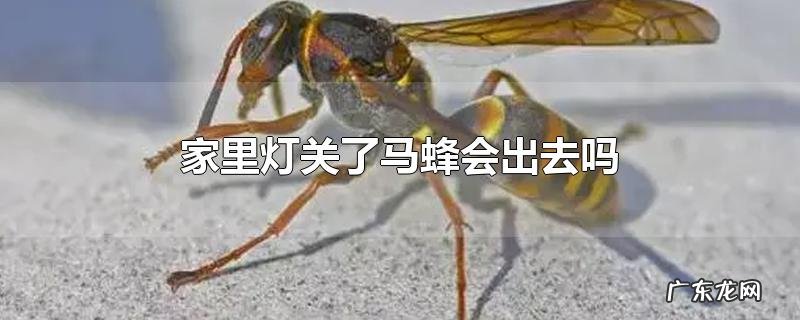 家里灯关了马蜂会出去吗