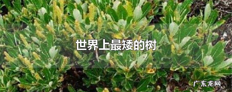 世界上最矮的树