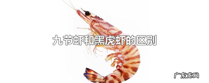 九节虾和黑虎虾的区别