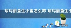 球玛丽鱼生小鱼怎么养 球玛丽鱼生小鱼养殖技巧